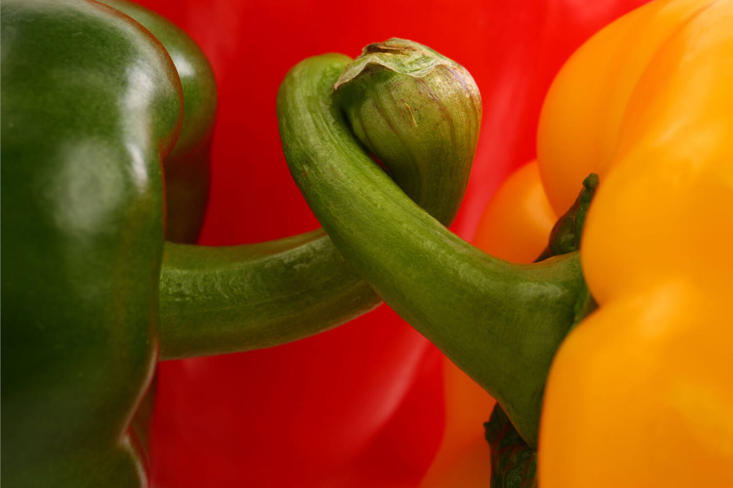 Paprika stoplicht verpakt 3st stuk 2